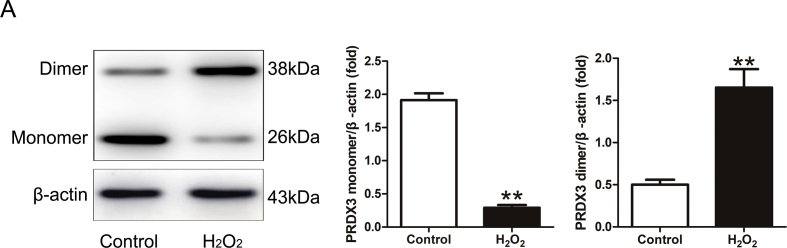 Supplementary Fig. 2