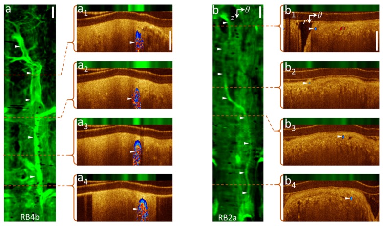 Fig. 3