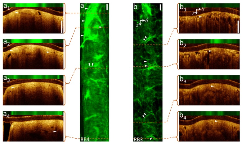 Fig. 4