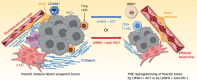 Figure 1. Beneficial role of LMWH in pancreatic cancer and other cold cancers. Image on the left depicts an orthotopic Panc02 tumor in a syngeneic mouse as an example of a desert-immune tumor that is also known as a cold tumor, in which cancer-directed immune mechanisms are suppressed. The PCCs are surrounded by a desmoplastic stroma that includes CAFs that synthesize collagens, foci of necrosis, regions with micro-emboli, and coagulated blood (clots) that had leaked from the damaged tumor vasculature, M2 macrophages (Macs) that express CD206 (CD206+), FOXP3+ Treg, and a compressed vasculature that exhibits endothelial (Endo) cell damage and disorganization with loss of pericytes. The tumor was not responsive to immunotherapy and exhibited high IFP. Image on the right shows a Panc02 orthotopic tumor that had been treated with LMWH in combination with either ACT or an anti–PD-1 antibody. Both combinatorial strategies produced similar beneficial results. First and foremost, LMWH acted to normalize the tumor vasculature, with reappearance of pericytes, a decrease in IFP, normalization of the hypercoagulable state, and increased functional blood flow. Consequently, there was an influx into the tumor of CD8+ T cells, a decrease in Treg cells, and a switch to beneficial M1 macrophages that expressed inducible nitric oxide (iNOS+). In addition, there was a decrease in IFP, decreased stroma fibrosis, and impressive survival prolongation. These changes support the concept that vascular normalization with LMWH could represent a useful strategy in certain subgroups of patients with pancreatic cancer and other cold tumors and could lead to high-impact combinatorial therapies.