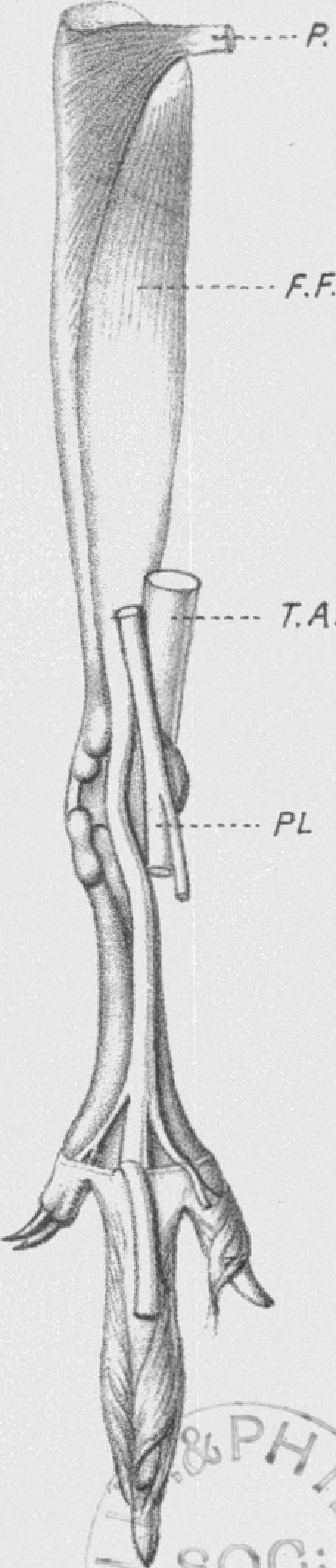 Fig. 9