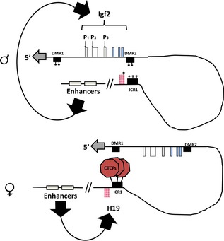 Figure 9