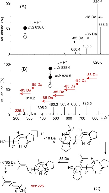 Fig. 4. (A) ESI-MS/MS of the protonated [I7+H]+ at m/z 838.6 and (B) ESI-MS3 of [I7+H−H2O]+ at m/z 820.5 formed upon the release of water from the precursor ion which readily eliminates the pyrrolidone pendant groups. (C) Mechanism proposed to account for the charge driven loss of pyrrolidone.