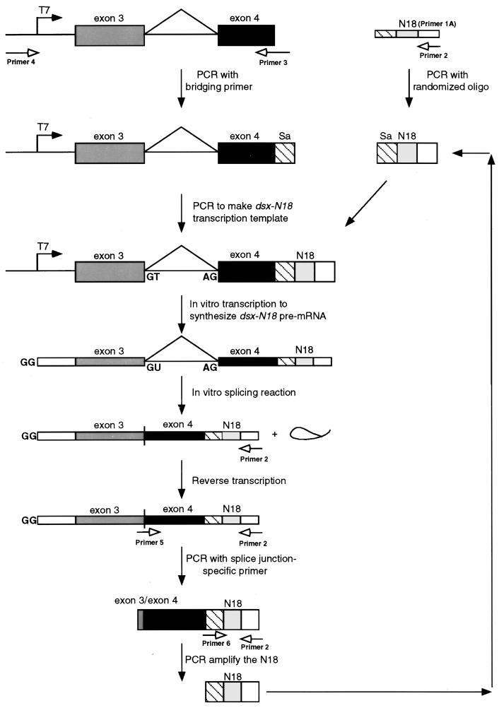 FIG. 1