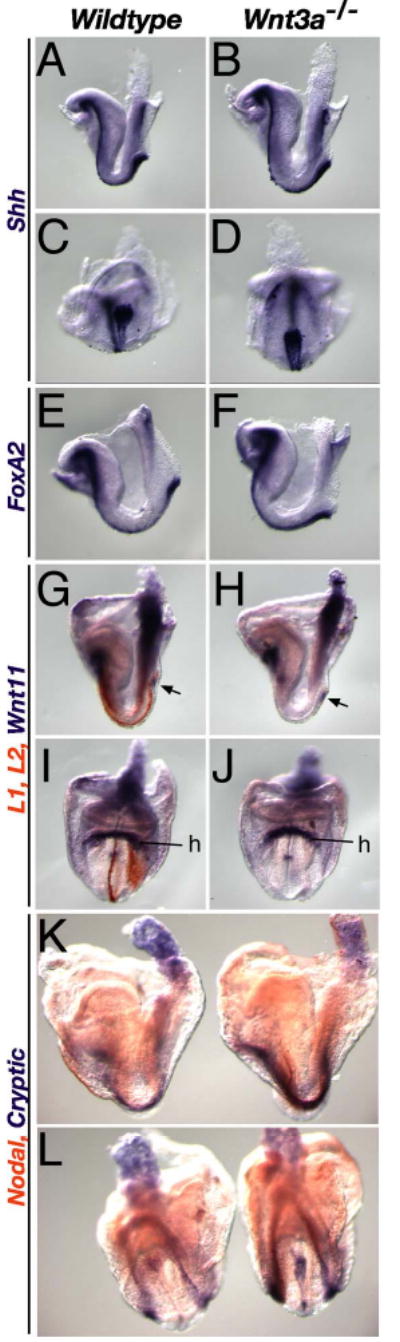 Supplementary Figure 3