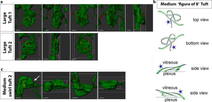 Figure 6—figure supplement 1.