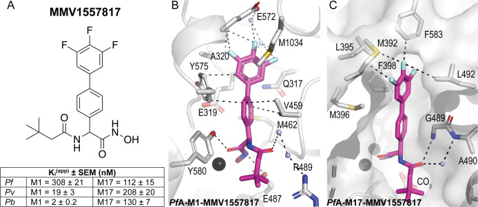 Illustrations feature the molecular structure of MMV1557817 with Ki values against different enzymes and the binding mode of MMV1557817 to PfA-M1 and PfA-M17.