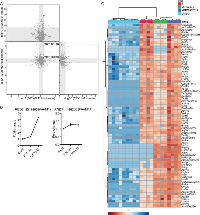 Graphs plot the change in the stability of protein upon treatment with MMV1557817 with Pf3D7 1311800 and Pf3D7 1446200, and the amount of PfA-M1 and PfA-M17 changed with increasing concentration with clustering analysis that groups these proteins.