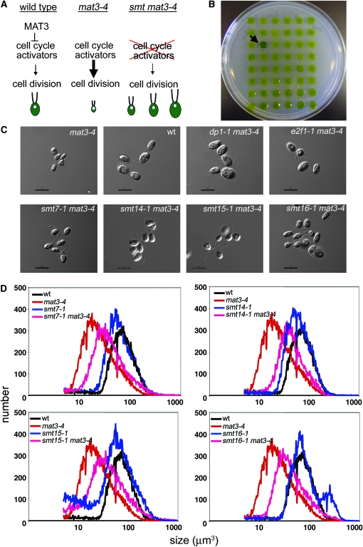 Figure 2.—