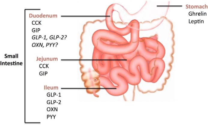 FIGURE 1.