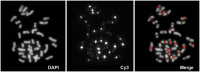 F<sc>ig</sc>. 2.—