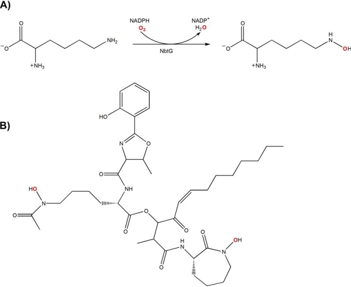 SCHEME 1.