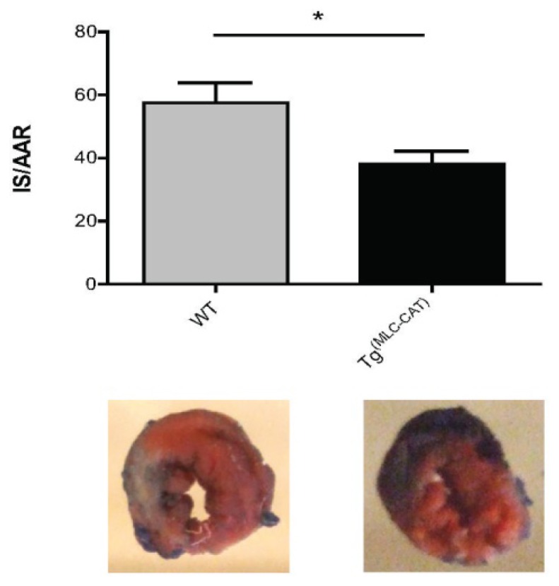 Figure 5.