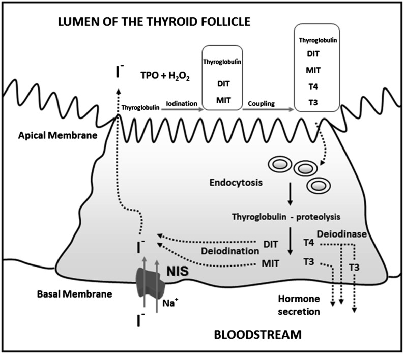 FIGURE 1