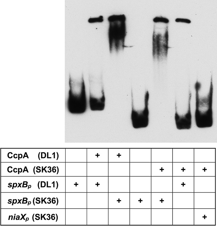 FIG 5