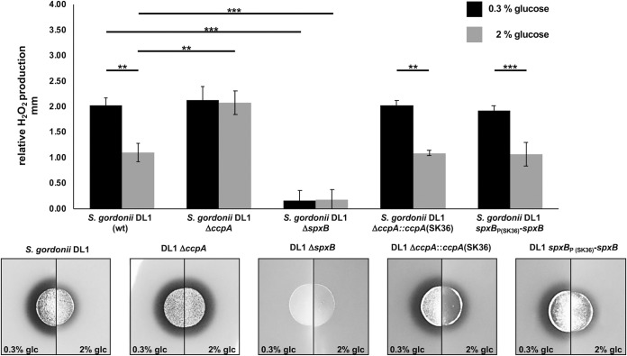 FIG 6