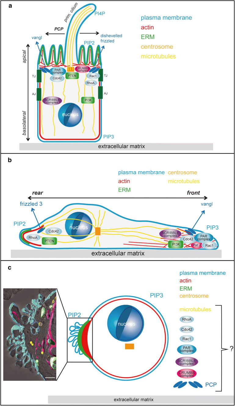 Fig. 1