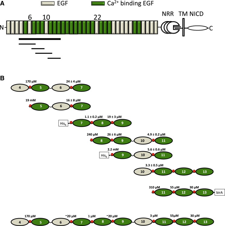 Figure 1