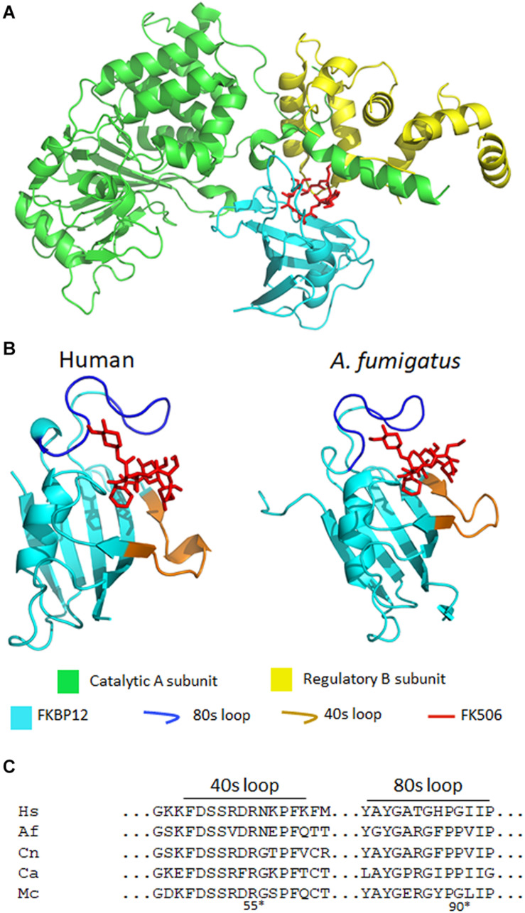 FIGURE 3