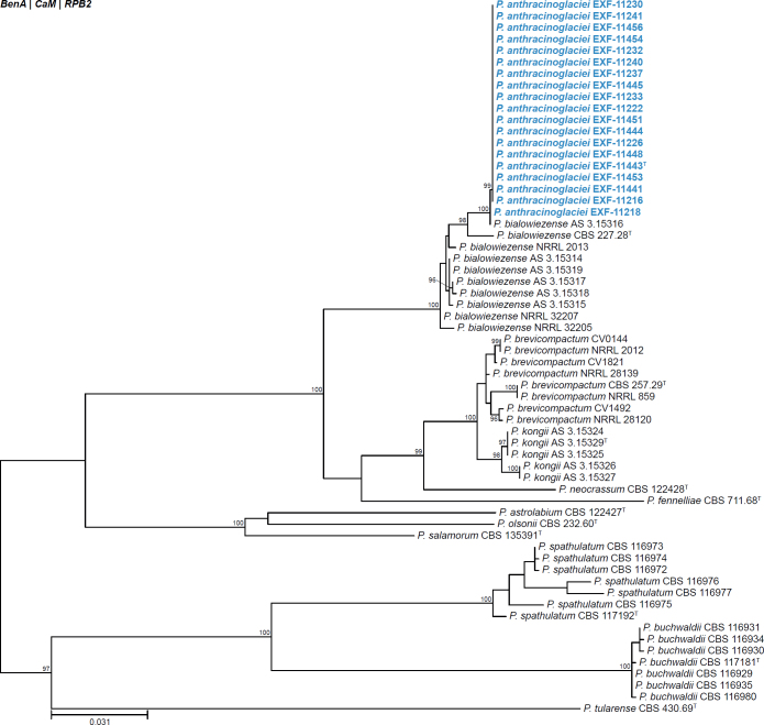 Fig. 18