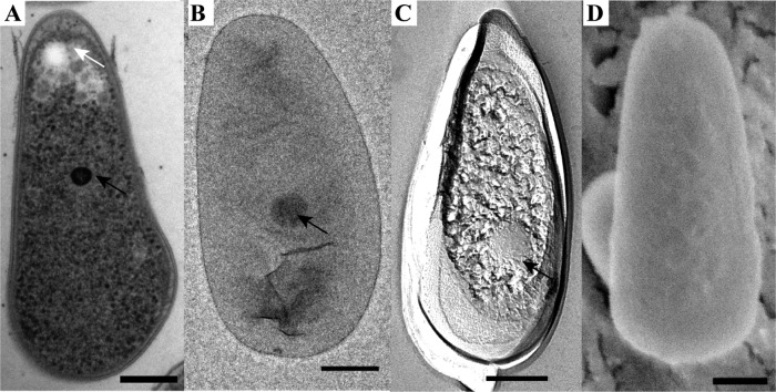 FIG 1