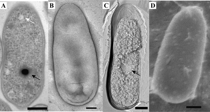 FIG 2