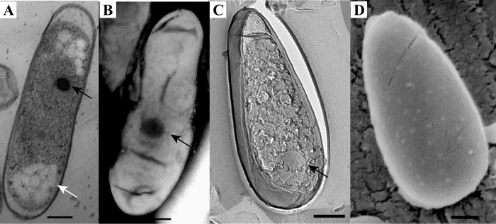 FIG 4