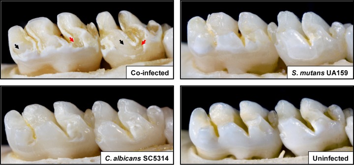 FIG 3