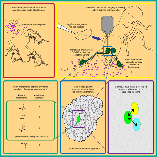 graphic file with name nihms-1904919-f0007.jpg