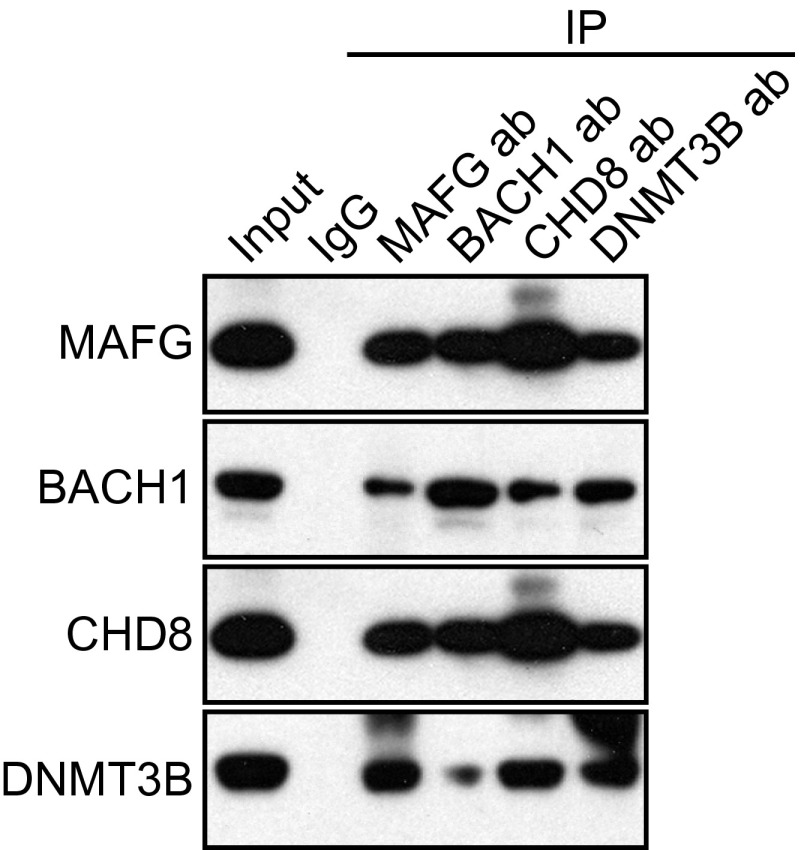 Fig. S4.