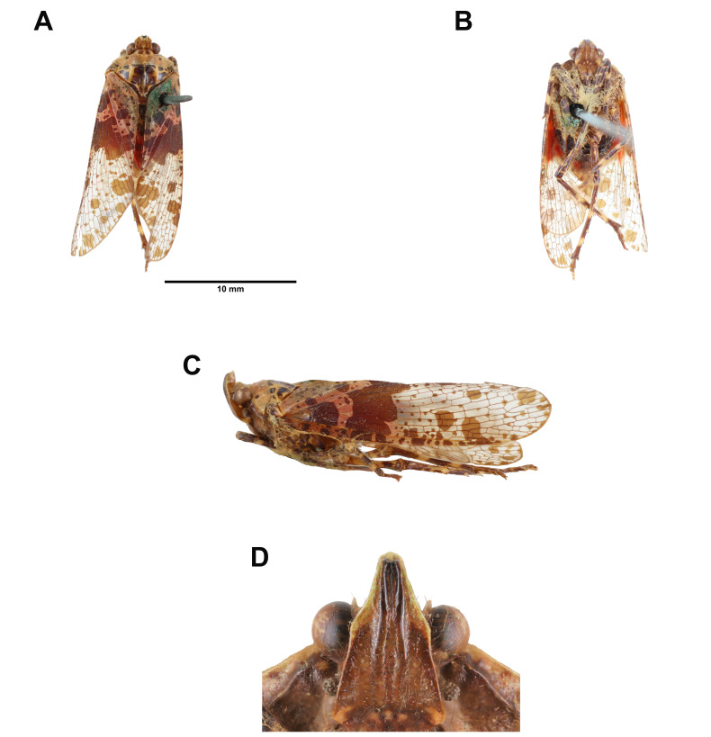 Fig. 4.