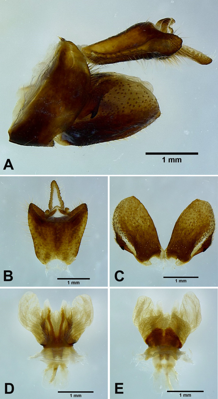 Fig. 20.