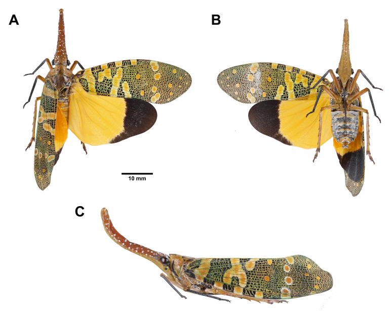 Fig. 16.