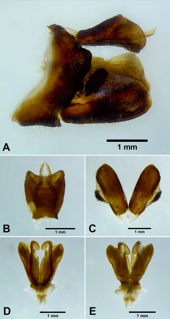 Fig. 11.