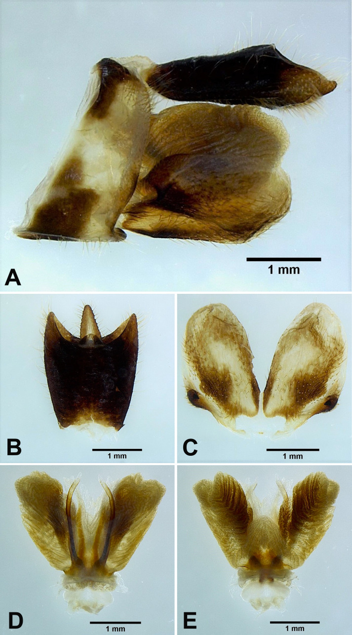 Fig. 17.