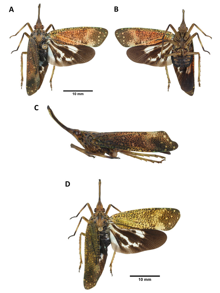 Fig. 22.