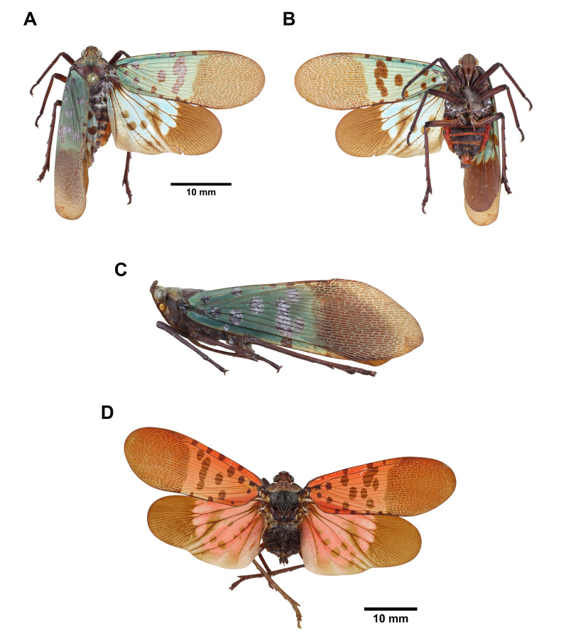 Fig. 9.