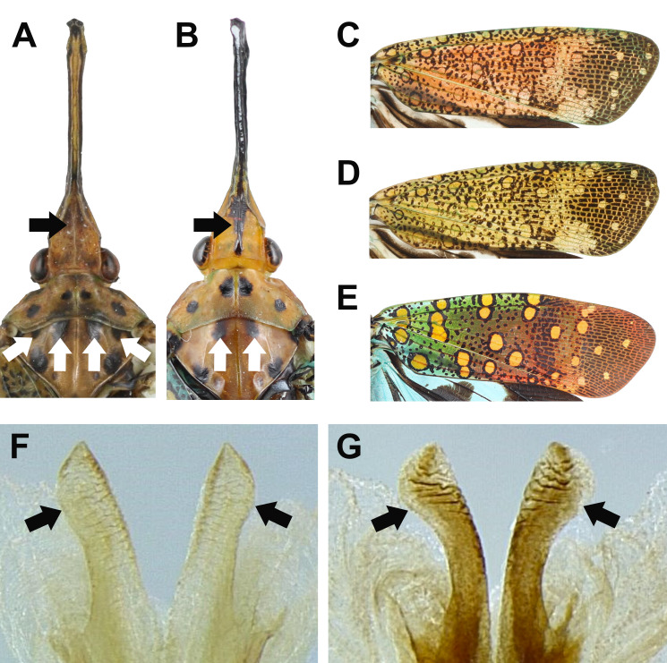 Fig. 26.