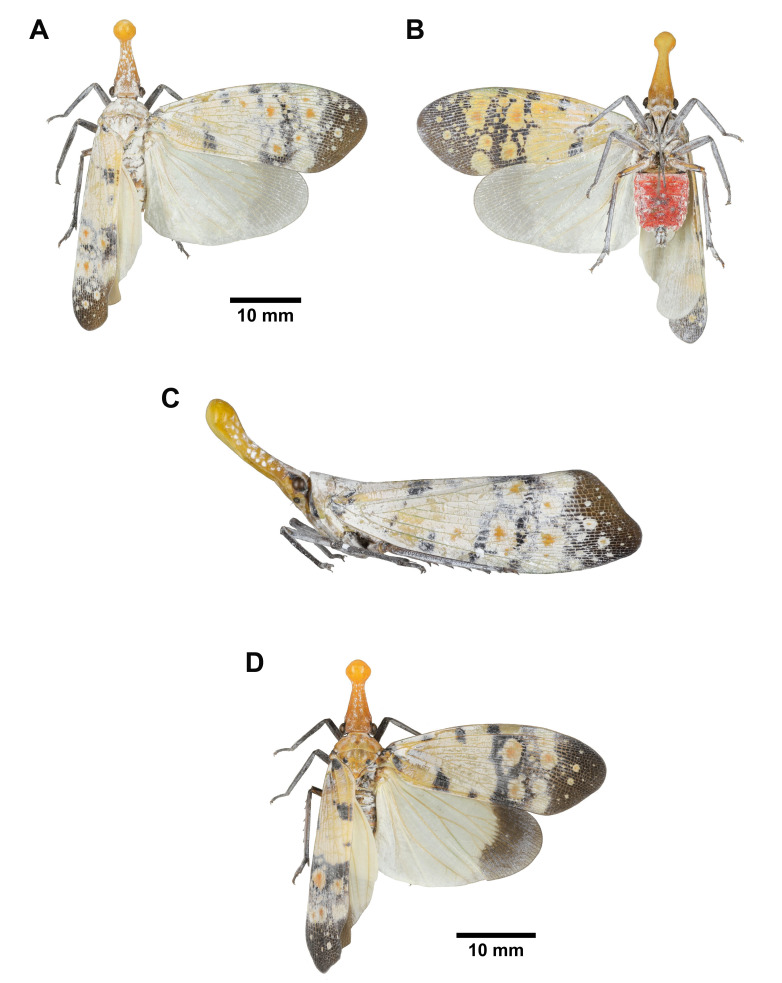 Fig. 19.