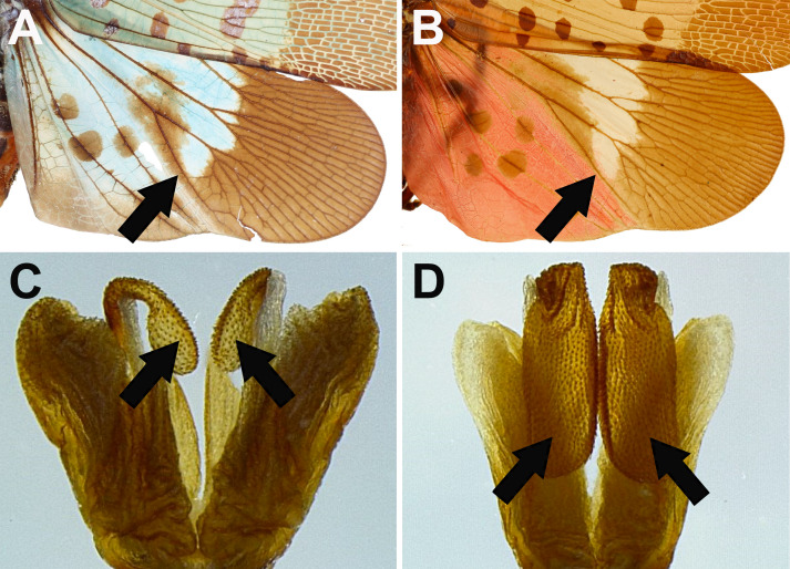 Fig. 13.