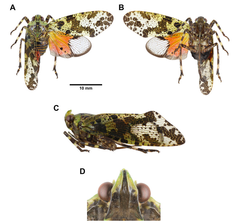 Fig. 7.