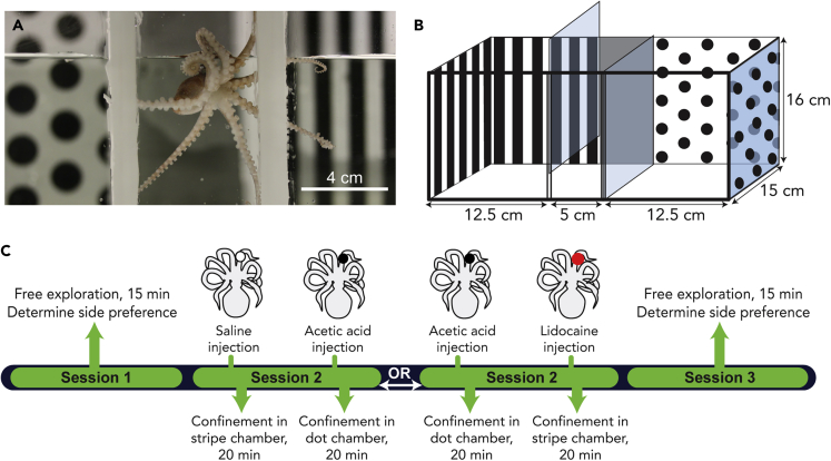 Figure 1