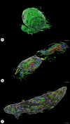 Fig. 9.
