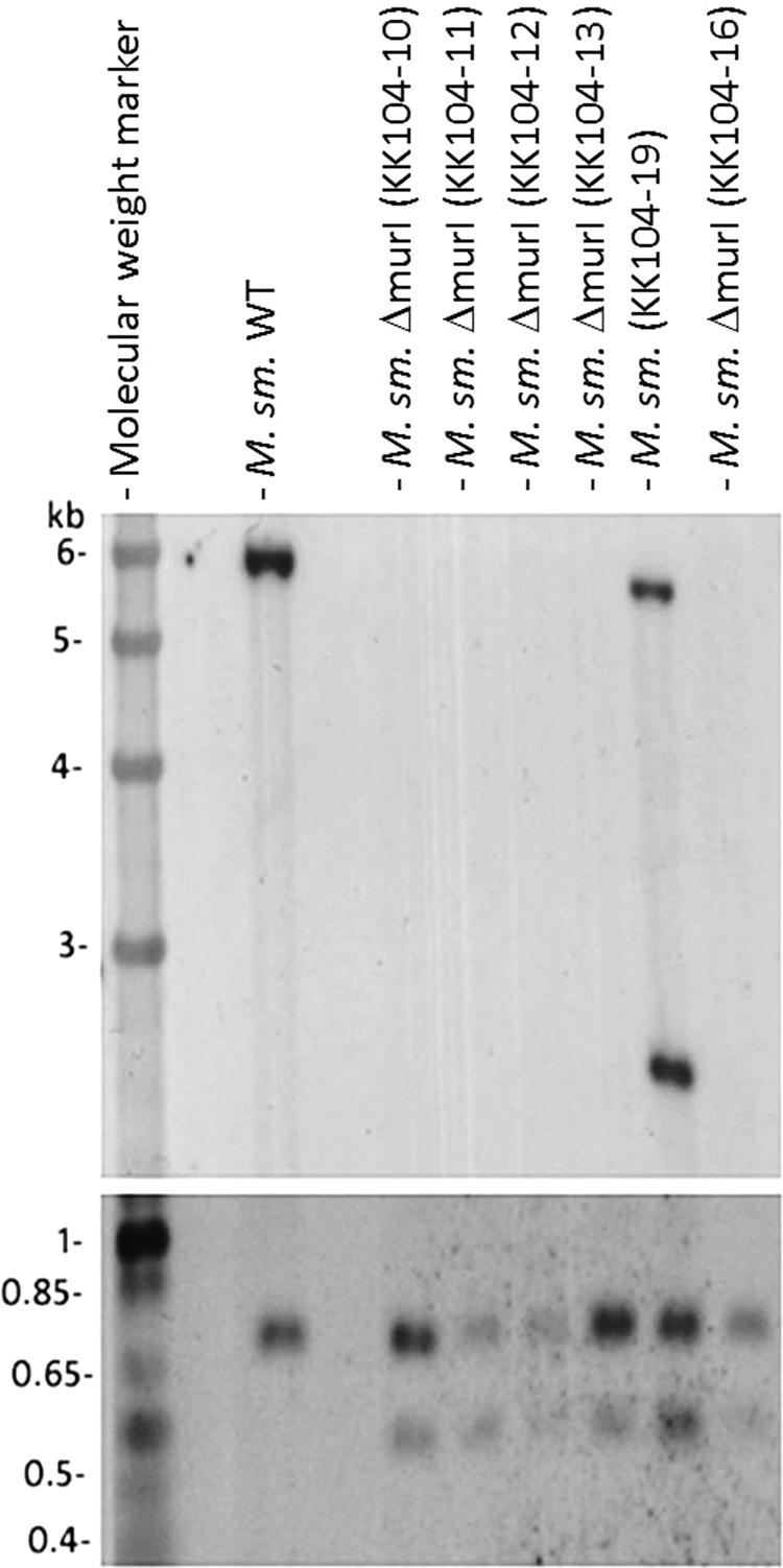 FIG 2