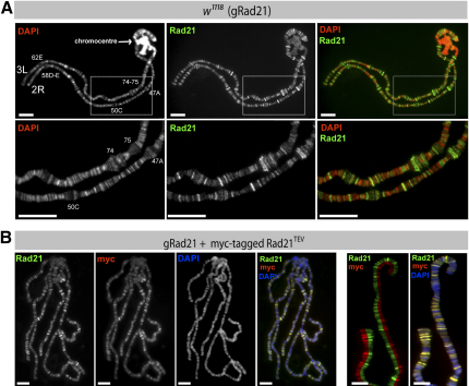 Figure 3