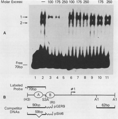 graphic file with name molcellb00070-0217-a.jpg