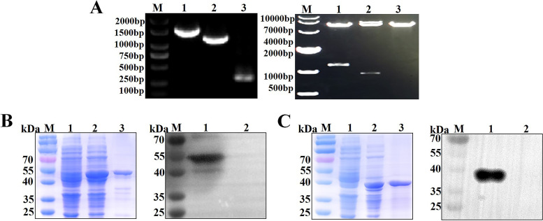 FIG 1