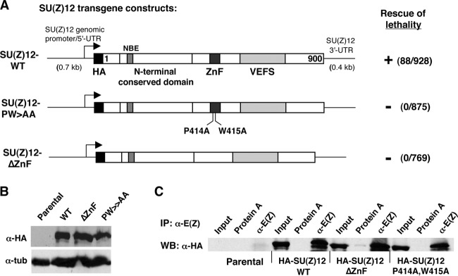 Fig 5