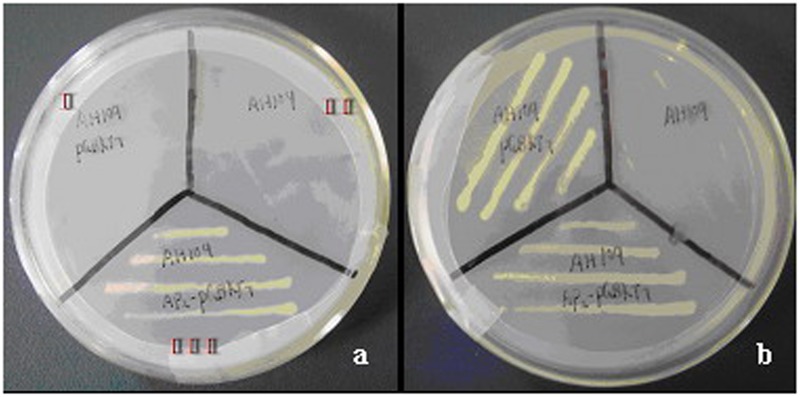 FIGURE 4