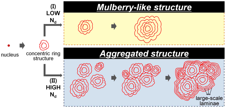 Growth patterns for acervuli in human pineal gland - PMC